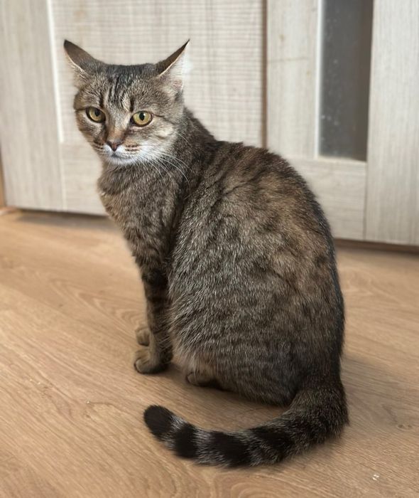 Ласкава молода киця Марго шукає родину