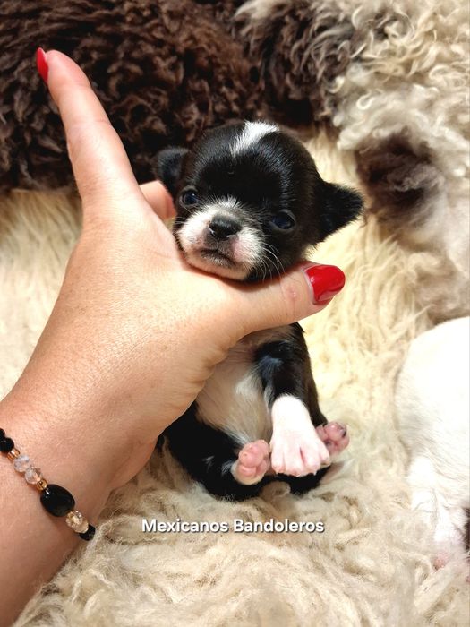 NAJPIĘKNIEJSZY MINI XS Królewicz chihuahua  !!