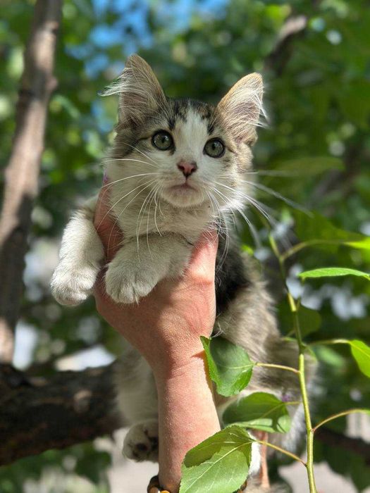 Кошеня Леопольд, 3 місяці, в люблячу родину