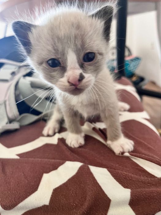 Gatinhos para doar