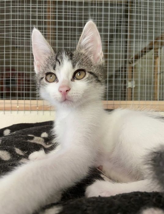 Kotki do adopcji młode koty kot kociaki Viola i Nataniel
