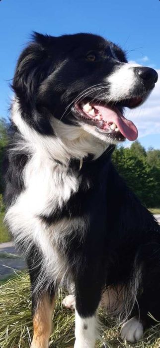 Border Collie - piesek BAGI - z hodowli NEGRESSE