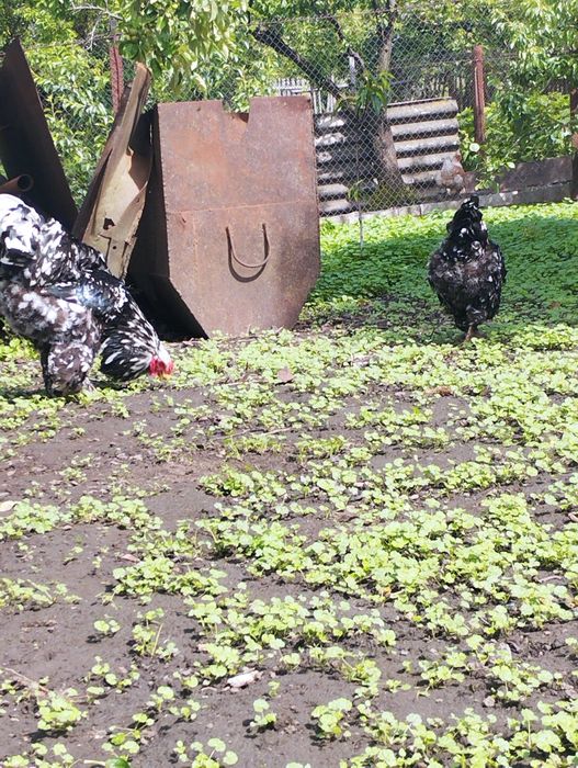 Інкубаційні яйця курей брама мрамор