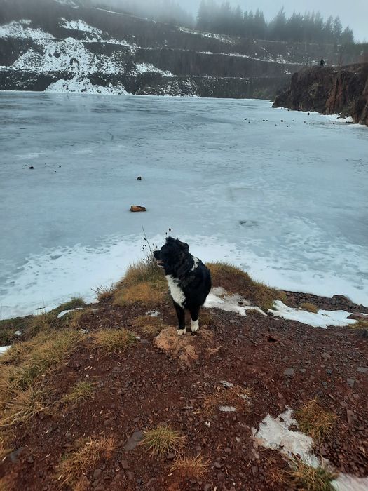 Sympatyczna Percia szuka spokojnego domu