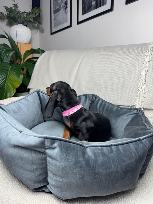 jamnik miniaturowy szczeniak