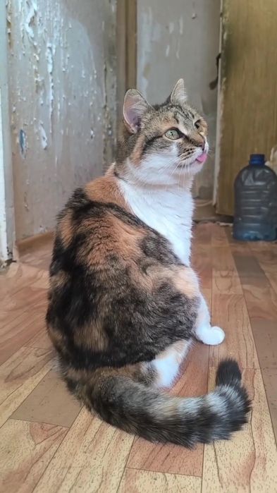 Отдам кошку трехцветку, стерилизована, 1 год