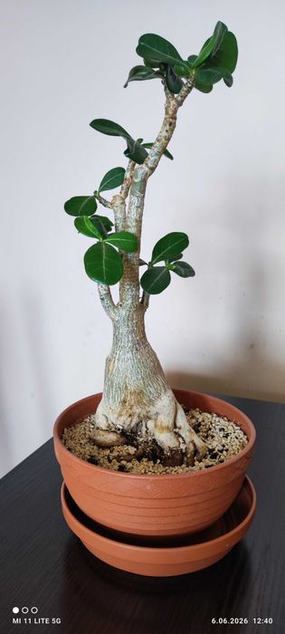 Adenium obesum - róża pustyni