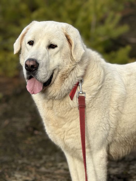 pies w typie owczarek podhalański abaj kaukaz golden retriever