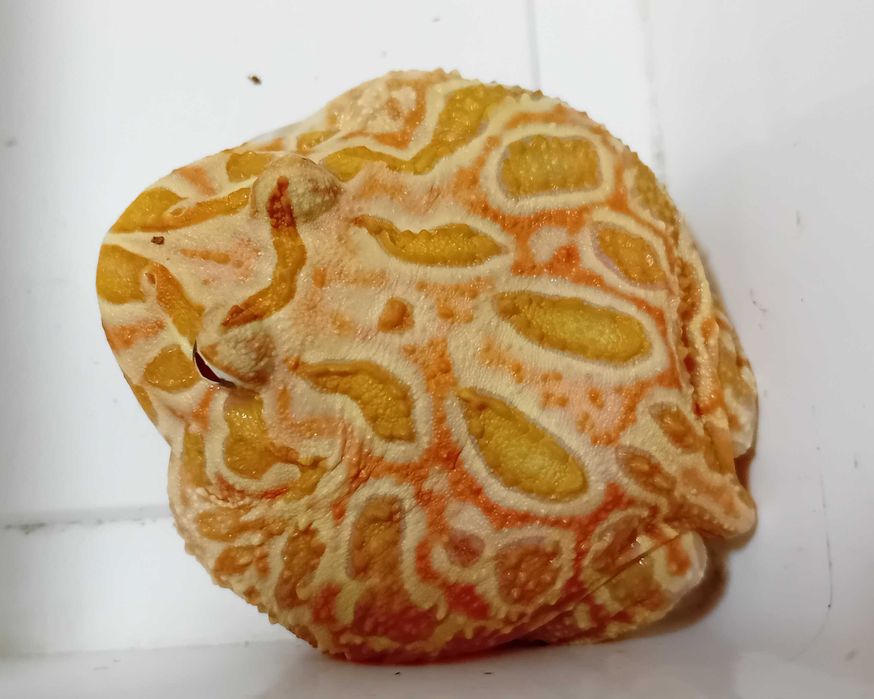 Żaba rogata (Ceratophrys ornata x cranwelli)