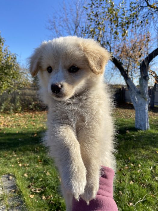 Цуценята в добрі руки