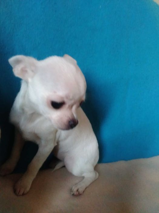 Продам щенка чихуахуа