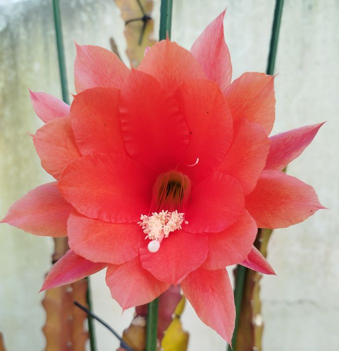 Cacto orquídea de flor vermelha