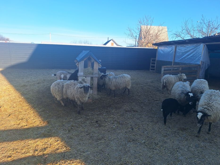 Барани Вівці молоді