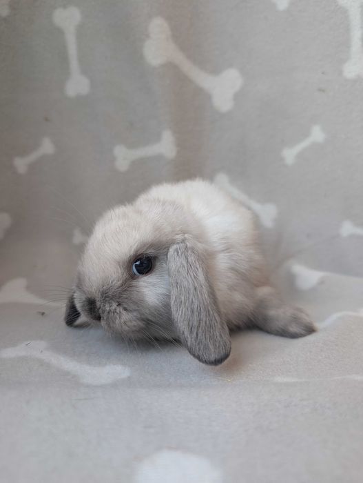 Mini lop, baranek miniaturka, metryka