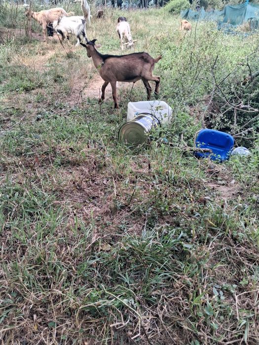 Cabrito sete meses