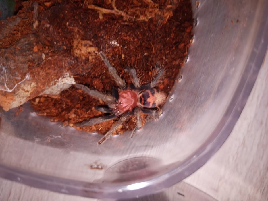 Davus pentaloris L9 ~3 DC – ptasznik

Sprzedam ptasznika Davus pentalo