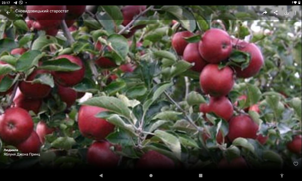 Продам сертифіковані якісні саджанці різних сортів яблуні