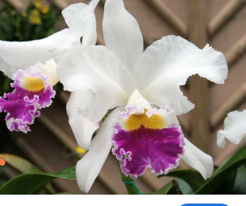 Orquídea calteya em tronco