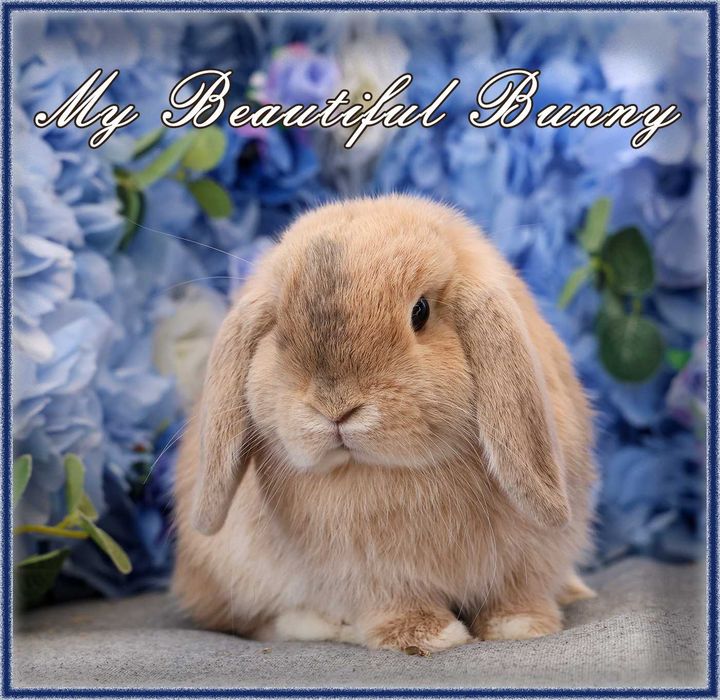 *** Króliczek 100% Mini Lop Hodowla - Harlequin