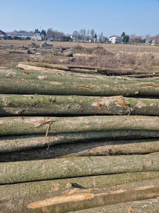 Sprzedam drewno wiąz