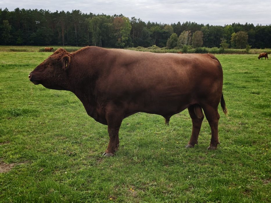 Buhaje mięsne Angus Czerwony, byk, odsadek, pod oceną