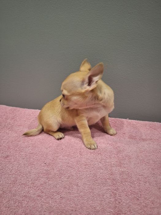 Piesek 11tyg mini gotowy do odbioru