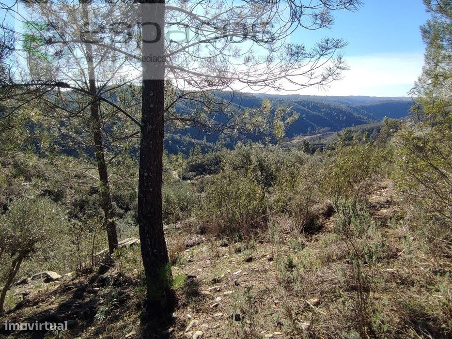 Olival com vista para o rio - Vilares de Cima