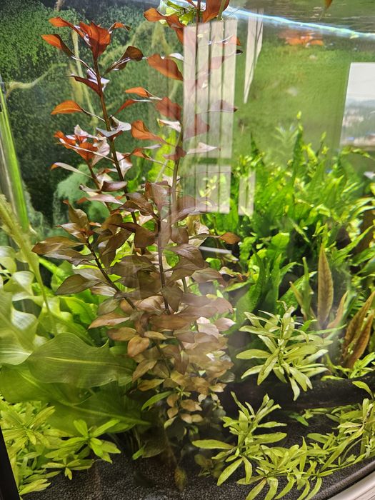 Plantas de aquário