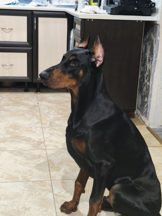 Отдам Добермана в хорошие руки