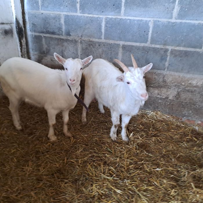 Sprzedam dwie kozy i dwa koziłki