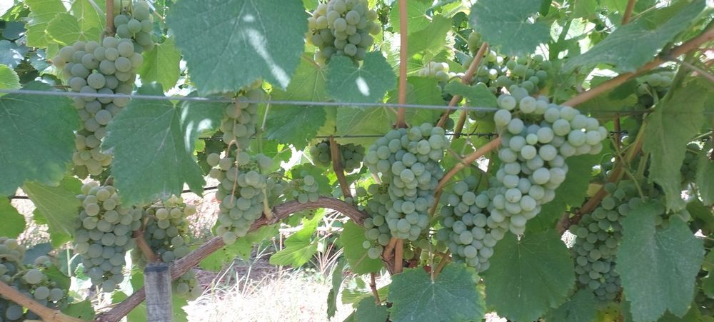 Uvas para vinho verde -Amarante