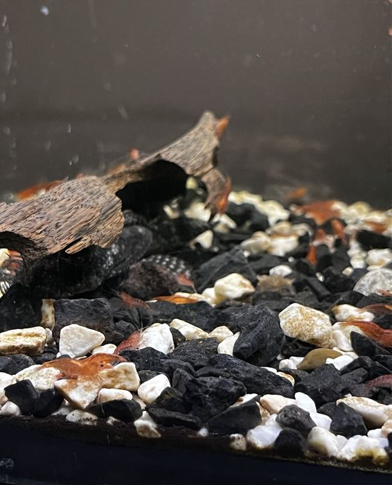 OKAZJA! Krewetki akwariowe 2,5zl ZA SZTUKE!