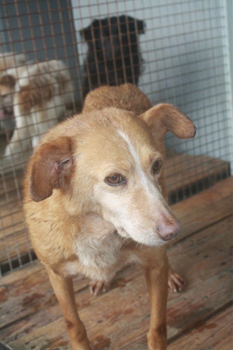 Sol - podengo porte medio