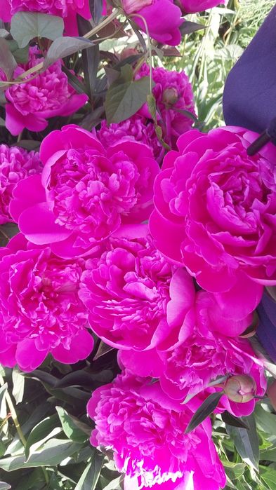 Півонія рожева з великими ефектним квітами  та стійким ароматом.