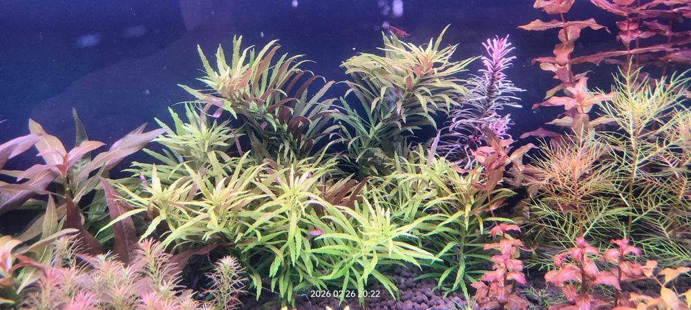 Mega Zestaw Roślin Akwariowych Czerwone Fioletow Zielone