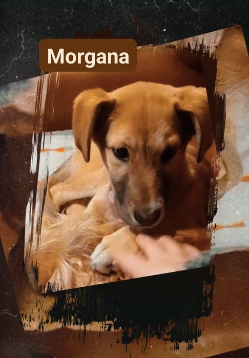 Caezinhos com 2 meses para adoção