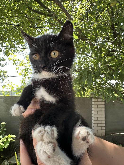 Віддам кошенят у добрі руки