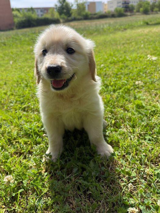 Golden Retriever qualidade!!