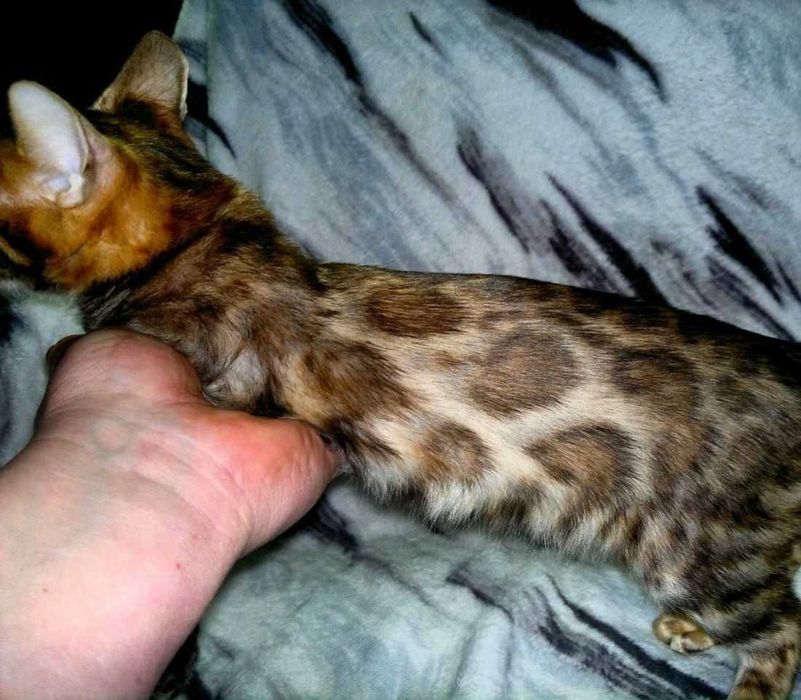 Розкішний бенгальський хлопчик BENn24 для поціновувачів породи