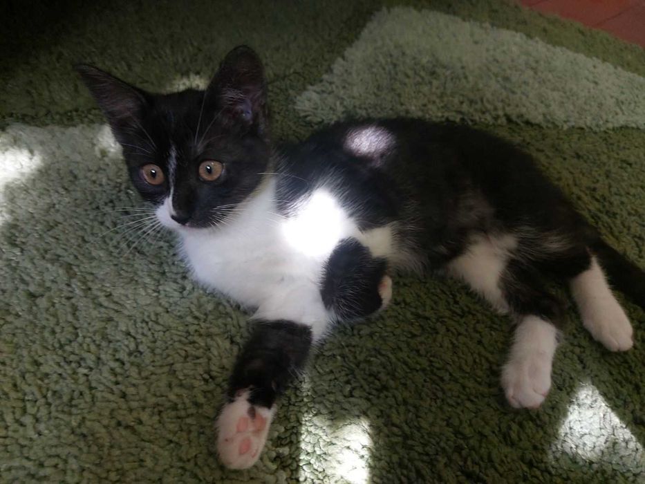 Кошеня в добрі руки