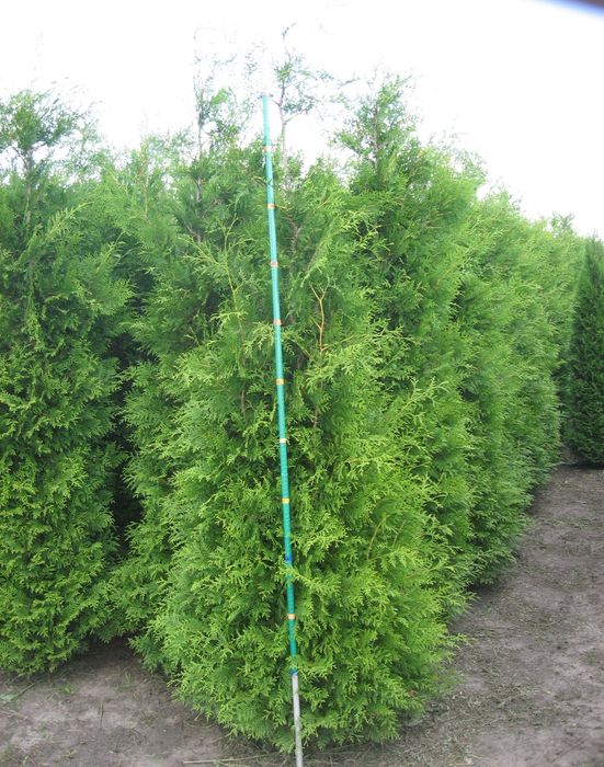Tuja thuja Brabant 180-220 cm i inne Żywopłot Transport