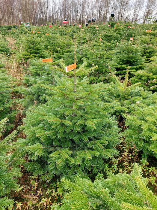 Jodła kaukaska 80-175cm donica