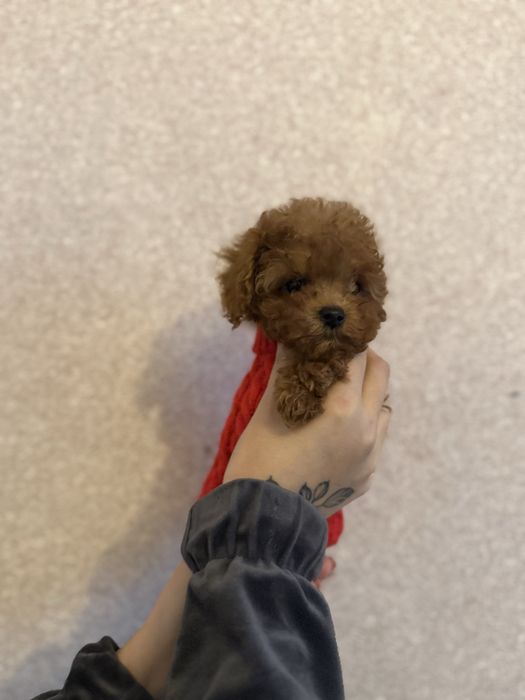 Той пудель хлопчик 2,5 місяці