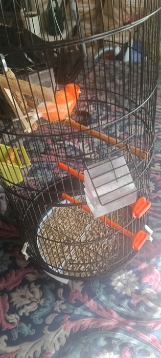 Kanarek samiec sprzedam