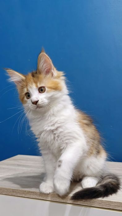 Szylkretowa Koteczka Maine Coon