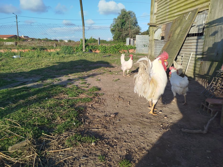 Ovos incubação leghorn white