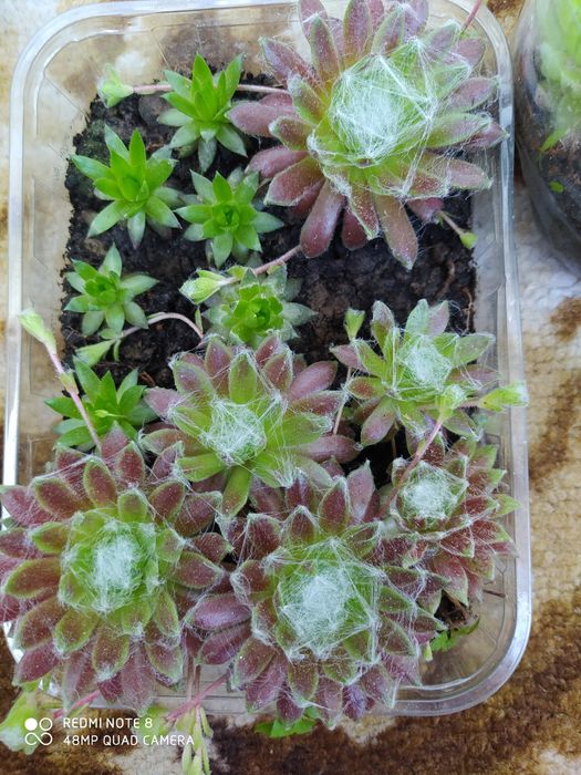 Сукуленти сукуленти