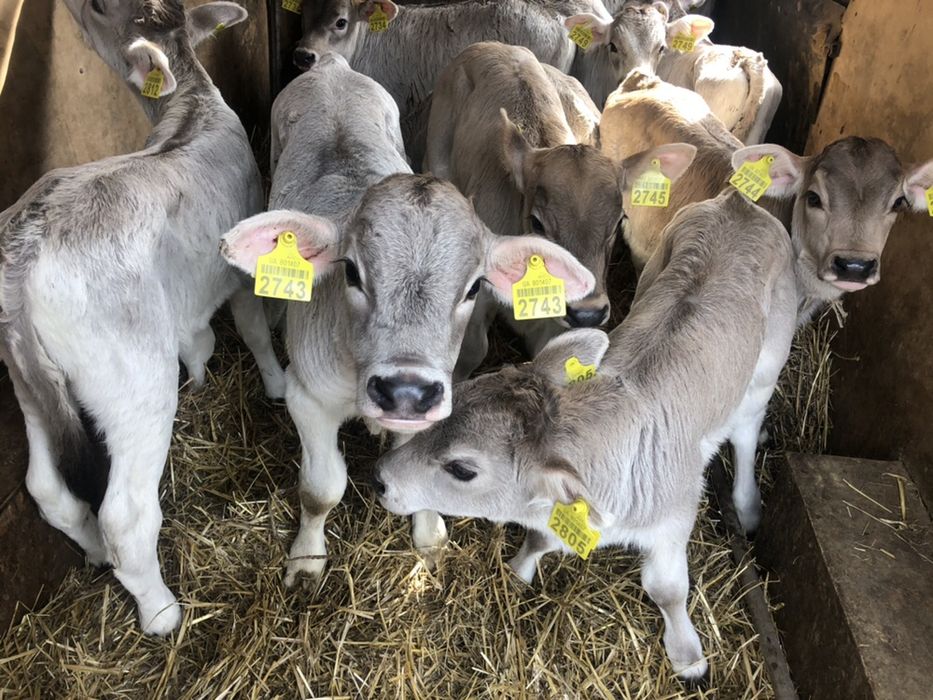 Телята бычки мясных пород