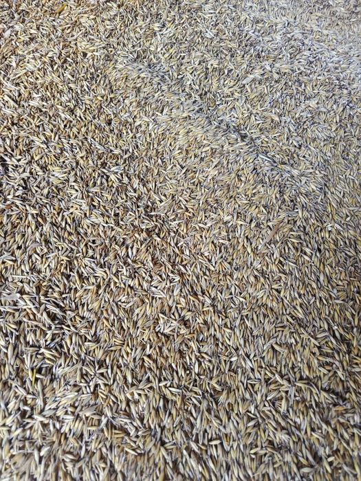 Owies bingo oraz rambo po centrali