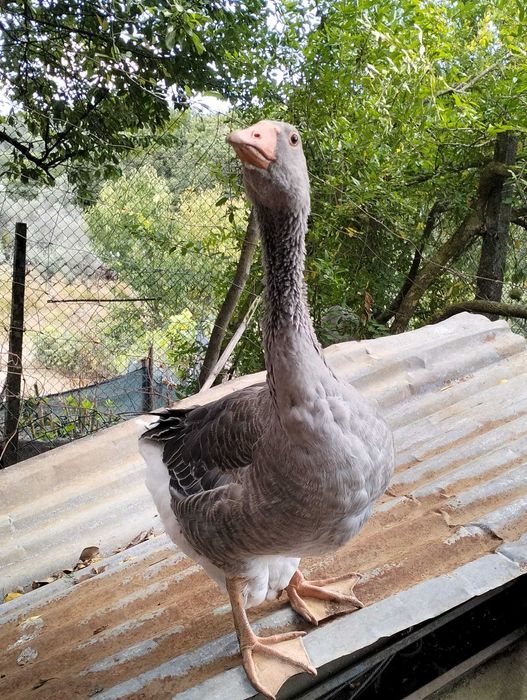 Ganso Toulouse macho